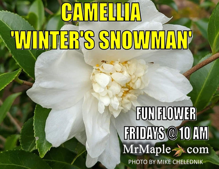 - Camellia x 'Winter’s Snowman' Hardy White Flowering Camellia - Mr Maple │ Buy Japanese Maple Trees