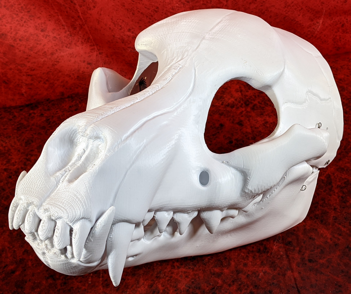 Canine Skull