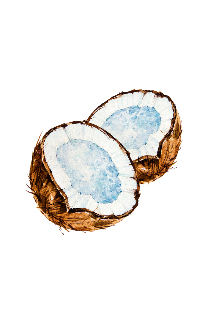 Rustic Strength - botanical watercolor image of a coconut cut into two halves, representing Coconut scent