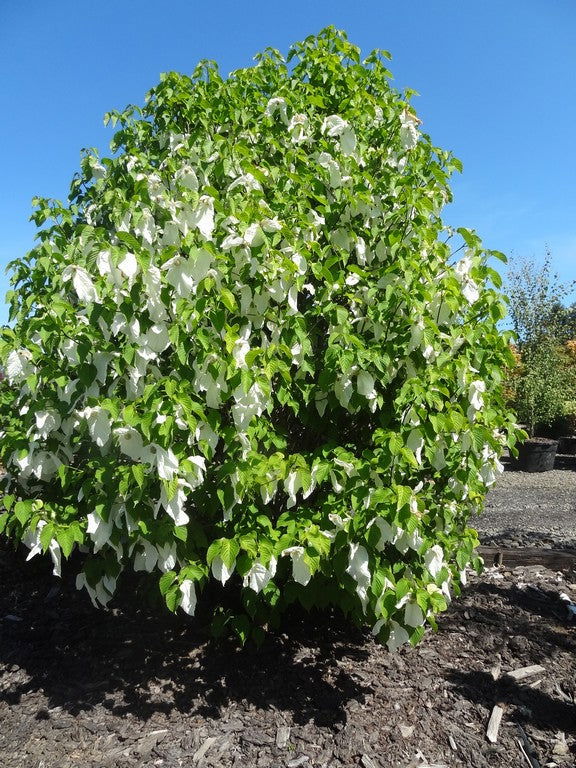 - Davidia involucrata 'Sonoma' Dove Tree - Mr Maple │ Buy Japanese Maple Trees