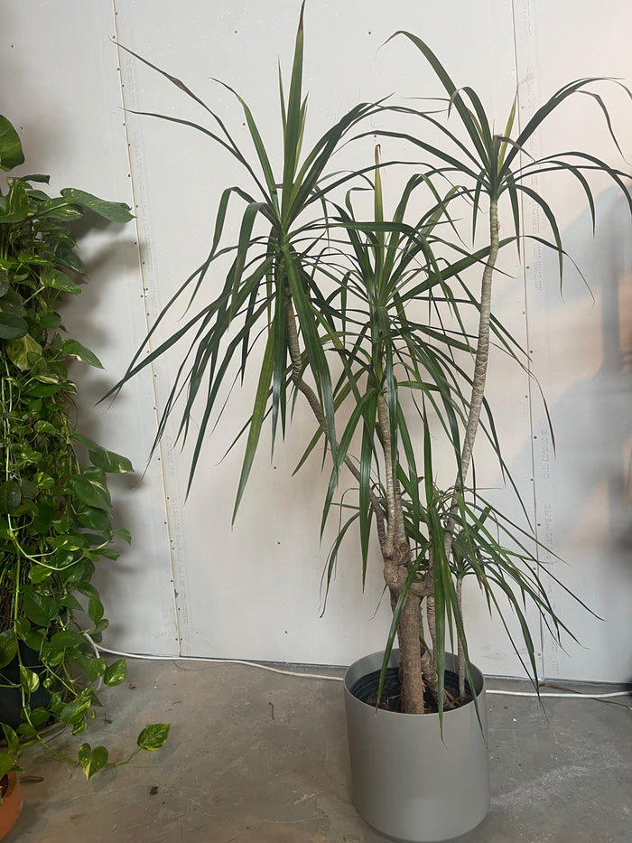 Dragon Tree Potted Rental