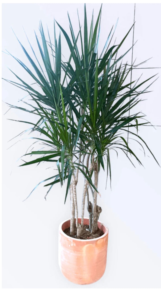 Dragon Tree Potted Rental