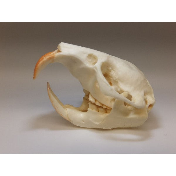 East African Mole Rat Skull - dinosaursrocksuperstore