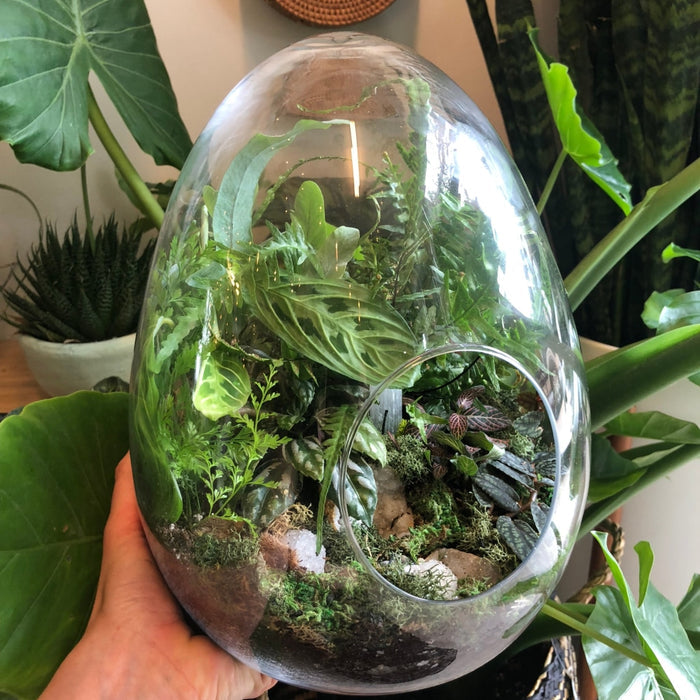 Eggy Tropic Terrarium