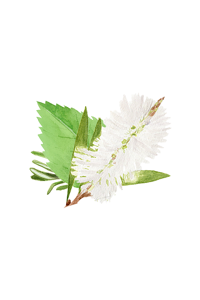 Rustic Strength - botanical image of Tea Tree, Rosemary and Peppermint plants representing Rosemary, Mint & Tea Tree scent