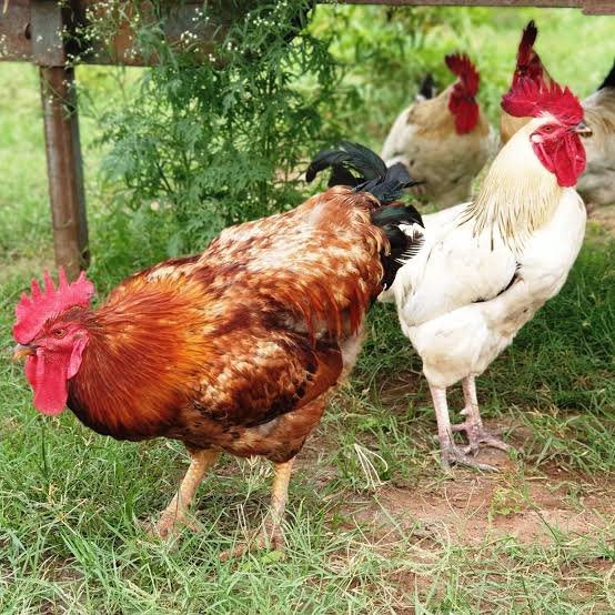 Free Range Desi Chicken - Tayyib Store - Tayyib Foods - Lahore