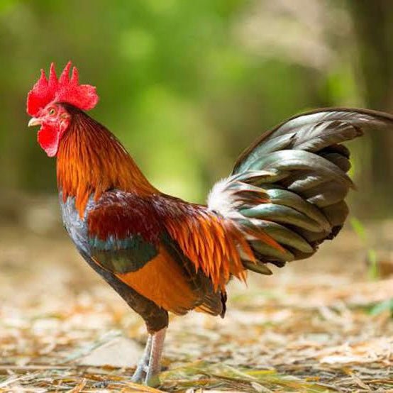 Free Range Desi Chicken - TAYYIB - Tayyib Foods - Lahore