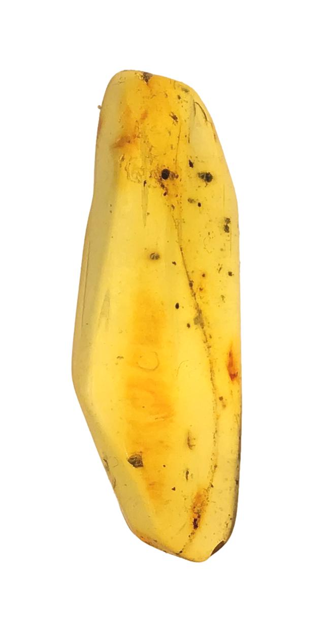 Genuine Amber Specimen with Insect Inclusions - 1 1/4" x 1/2"