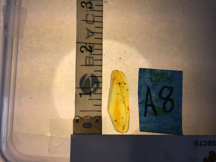 Genuine Amber Specimen with Insect Inclusions - 1 1/4" x 1/2"