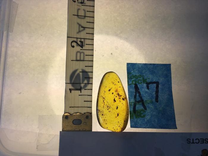 Genuine Amber Specimen with Insect Inclusions - 1 5/16" x 5/8"