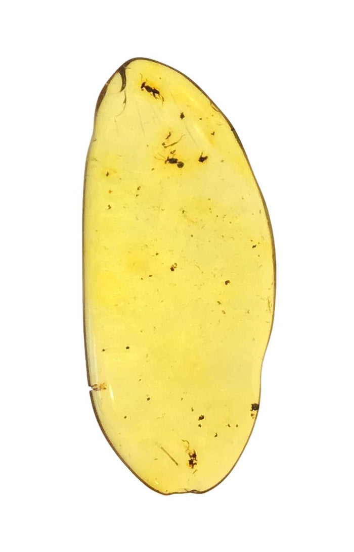Genuine Amber Specimen with Insect Inclusions - Originally $150, Now $99 (A12)