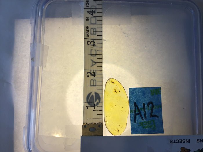 Genuine Amber Specimen with Insect Inclusions - Originally $150, Now $99 (A12)