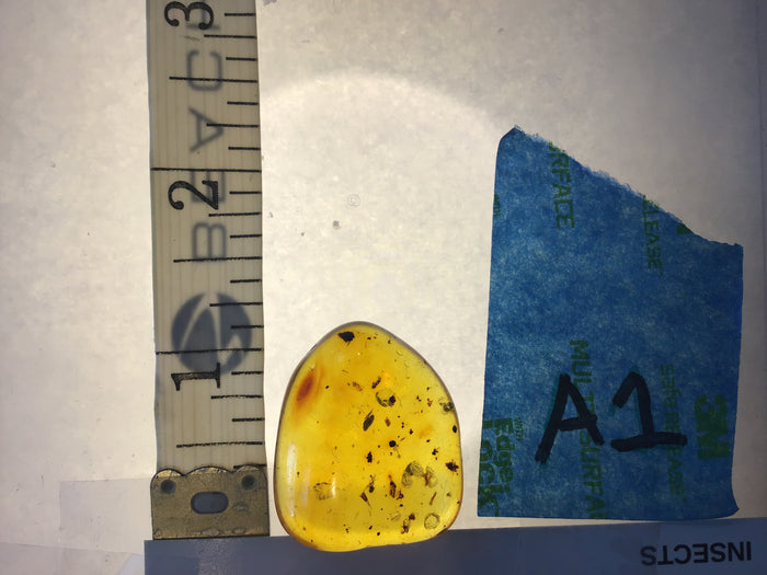 Genuine Amber Specimen with Insect Inclusions - Originally $150, Now $99 (A1)