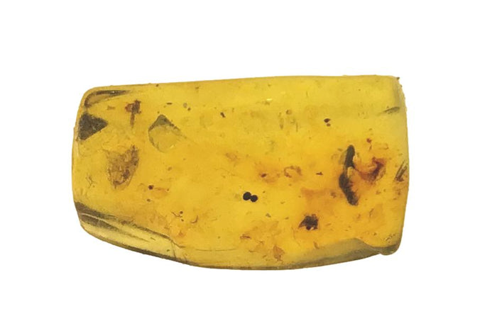 Genuine Amber Specimen with Insect Inclusions - Originally $150, Now $99 (A3)