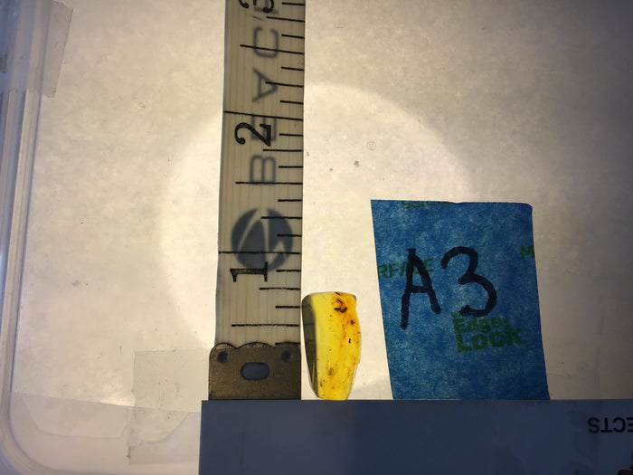 Genuine Amber Specimen with Insect Inclusions - Originally $150, Now $99 (A3)
