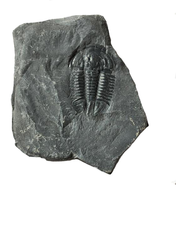 Genuine Elrathia Kinghi Trilobite Fossil 3 7/8" x 3 1/2" - dinosaursrocksuperstore