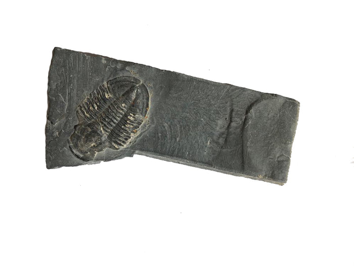 Genuine Elrathia Kinghi Trilobite Fossil 3.5" x 1.75" - dinosaursrocksuperstore