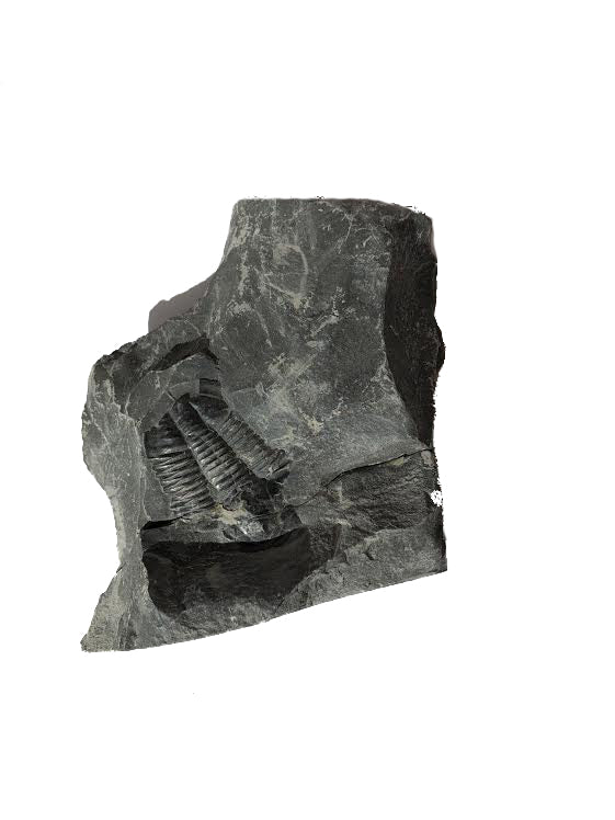Genuine Elrathia Kinghi Trilobite Fossil 5" x 3.5" - dinosaursrocksuperstore