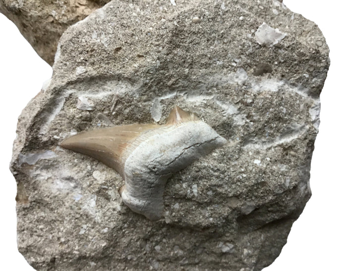 Genuine Fossil Shark tooth - "Otodus" Lamna Obliqua -  In Matrix 1.5-2.5"