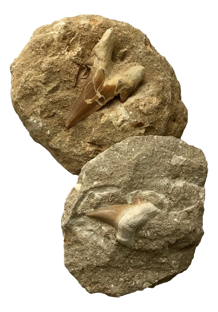 Genuine Fossil Shark tooth - "Otodus" Lamna Obliqua -  In Matrix 1.5-2.5"
