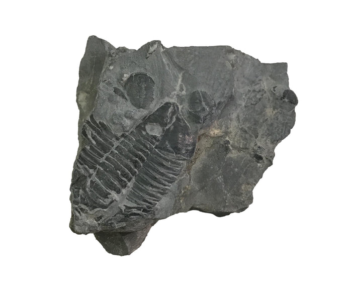 Genuine Fossil Trilobite - Elrathia Kinghi #113 - 2 3/8” 1 7/8”