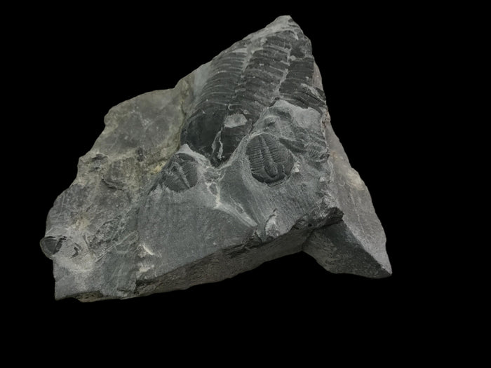 Genuine Fossil Trilobite - Elrathia Kinghi #113 - 2 3/8” 1 7/8”