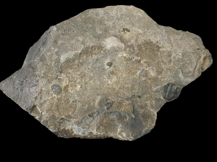 Genuine Fossil Trilobite - Elrathia Kinghi #6 - 6” x 4 1/2”
