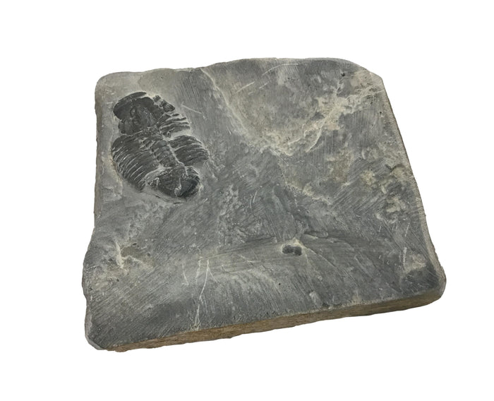 Genuine Fossil Trilobite - Elrathia Kinghi #F5 - 2 3/4” x 2 1/4”