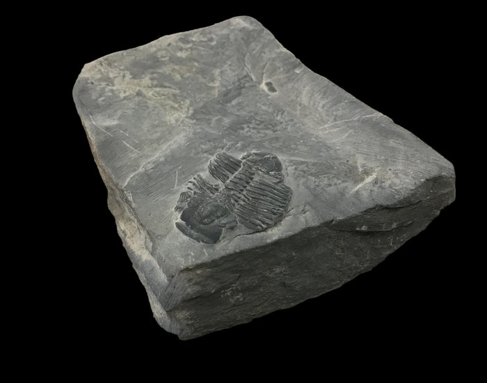 Genuine Fossil Trilobite - Elrathia Kinghi #F5 - 2 3/4” x 2 1/4”