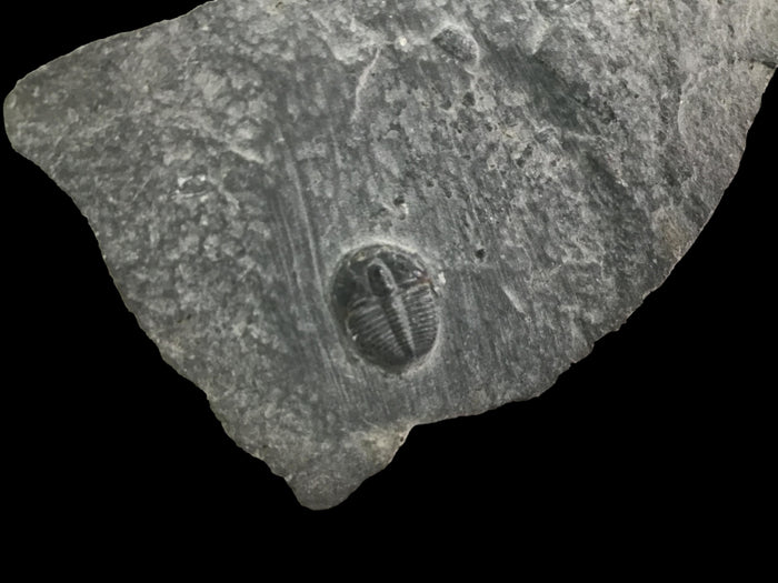 Genuine Fossil Trilobite - Elrathia Kinghi #F8 - 2 3/4" x 1 1/2”