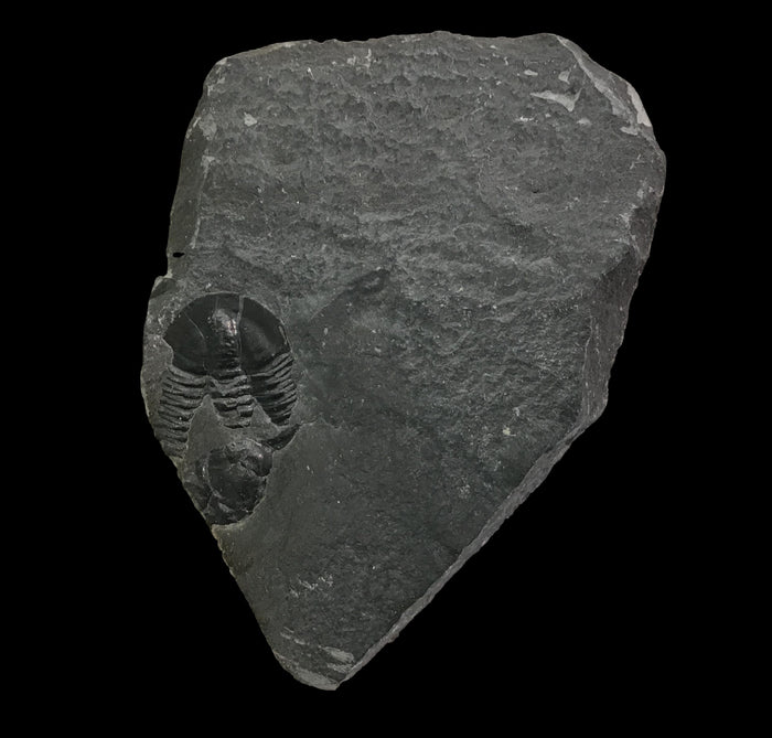 Genuine Fossil Trilobite - Elrathia Kinghi #TF9 - 2 3/8" x 1 1/2”