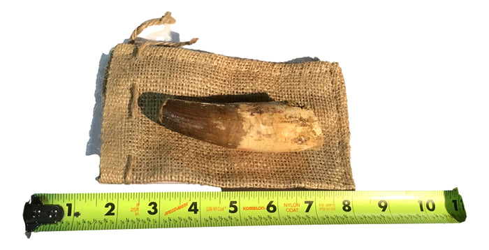 Gigantic Spinosaurus Dinosaur Teeth 3" inches - Gift Packaged