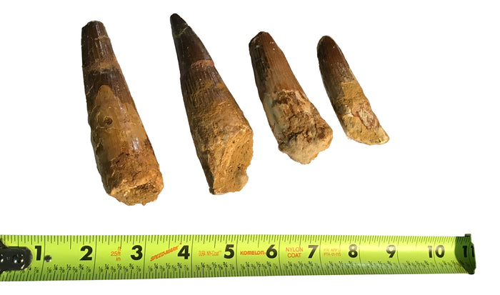 Gigantic Spinosaurus Dinosaur Teeth 3" inches - Gift Packaged