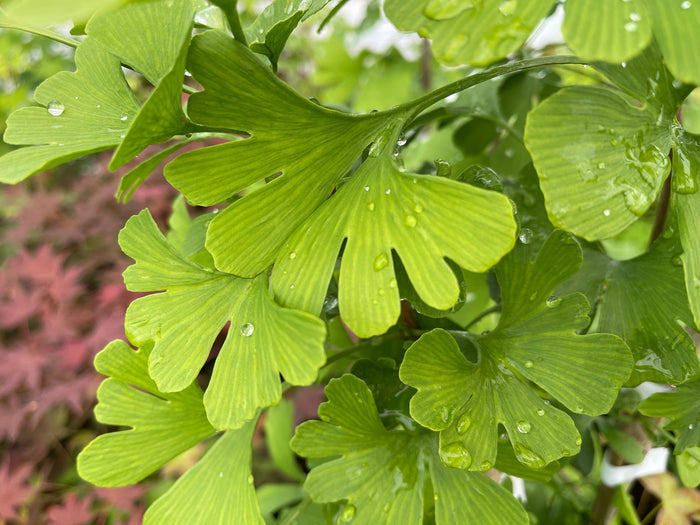 - Ginkgo biloba 'Anny’s Zebra' Ginkgo Tree - Mr Maple │ Buy Japanese Maple Trees