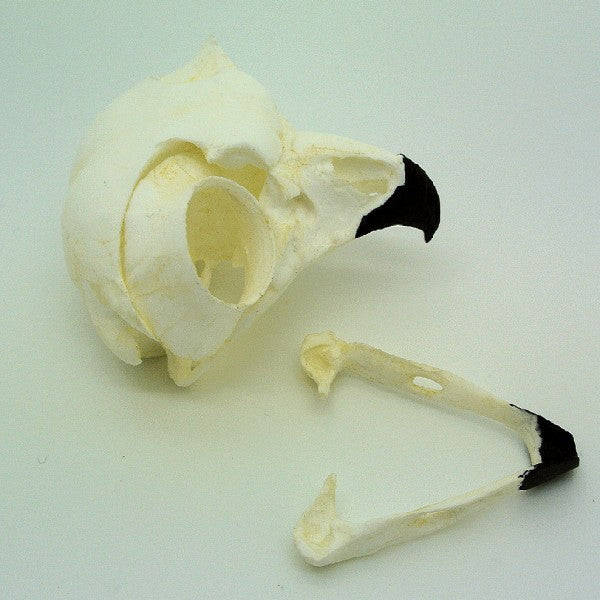 Great Horned Owl Skull - dinosaursrocksuperstore
