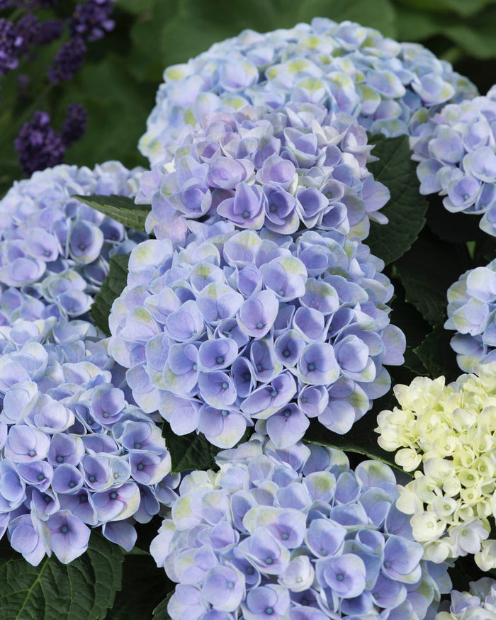 - Hydrangea macrophylla ‘Elizabeth Ashley’ Floral Bloom Hydrangea - Mr Maple │ Buy Japanese Maple Trees
