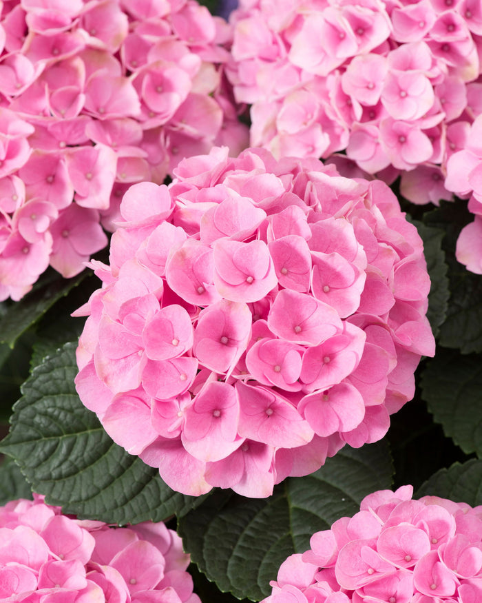 - Hydrangea macrophylla ‘Elizabeth Ashley’ Floral Bloom Hydrangea - Mr Maple │ Buy Japanese Maple Trees