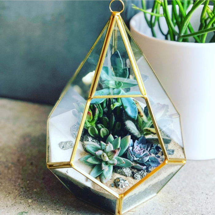 Juno Gold Terrarium
