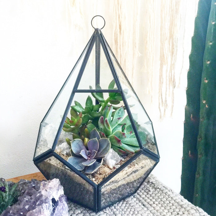 Juno Terrarium