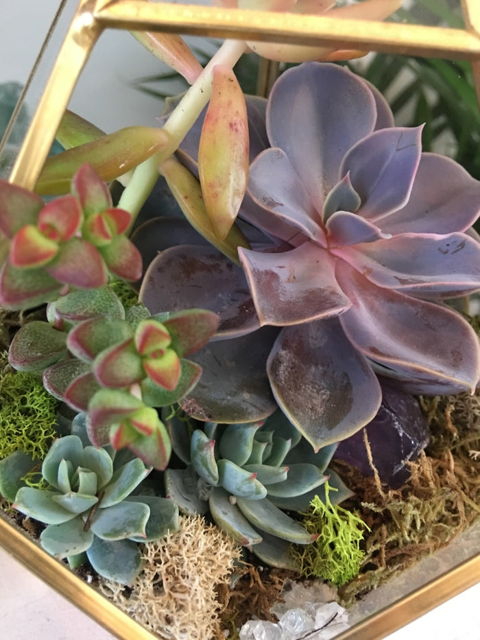 Juno Terrarium