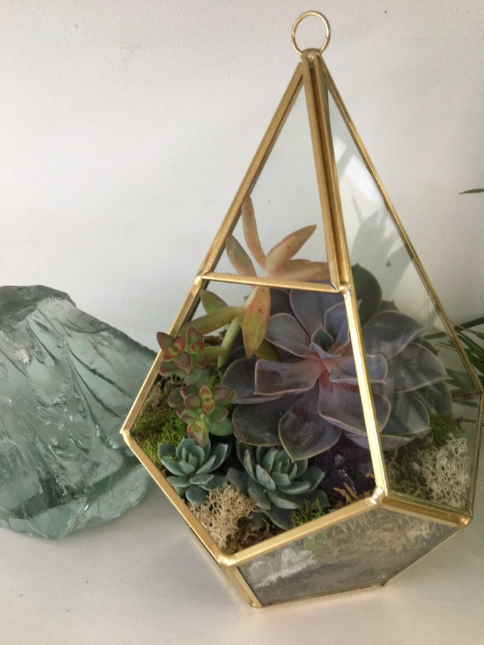 Juno Terrarium