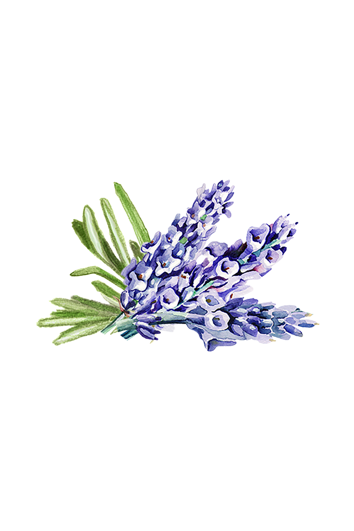 Rustic Strength - Botanical Image of Lavender and Rosemary sprigs