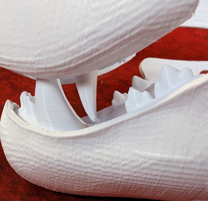 Medium Feline Realistic Style Jawset