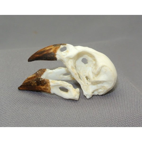 Medium Ground Finch Skull - dinosaursrocksuperstore