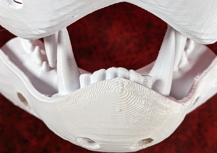 Medium Omnivore Realistic Style Jawset