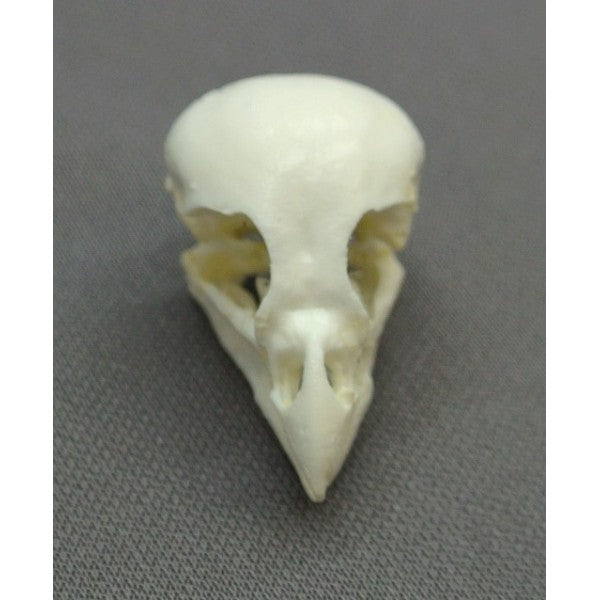 Medium Tree Finch Skull - dinosaursrocksuperstore
