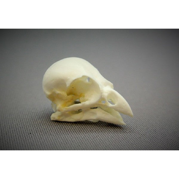 Medium Tree Finch Skull - dinosaursrocksuperstore