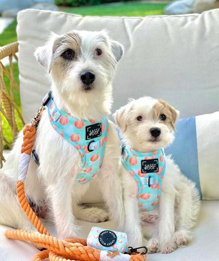 Peach please Harness