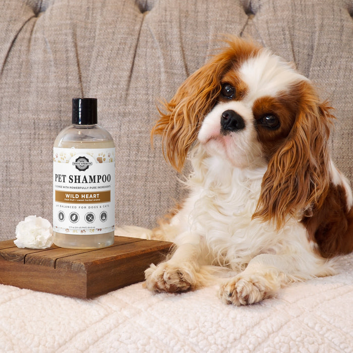 Rustic Strength, Small Dog on a couch with Pet Shampoo
