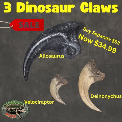 Prehistoric Dinosaur Claw Replicas - Set of 3 - Allosaurus, Velociraptor & Deinonychus